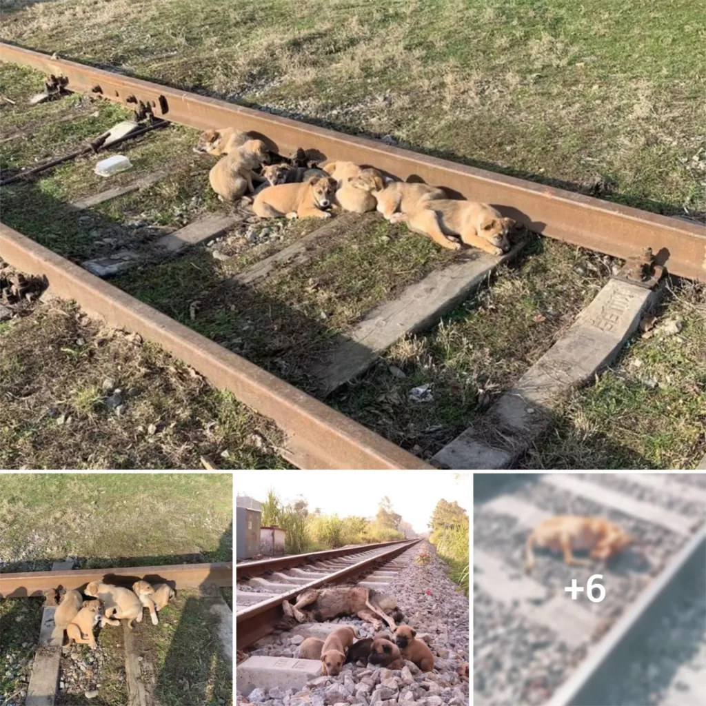 “The Heartbreaking Scene of Motherless Puppies Staying Loyal on a Deserted Railway Track”