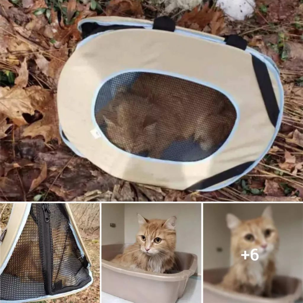 “Feline Rescued: Abandoned and Trapped in Pet Carrier Near Ditch”