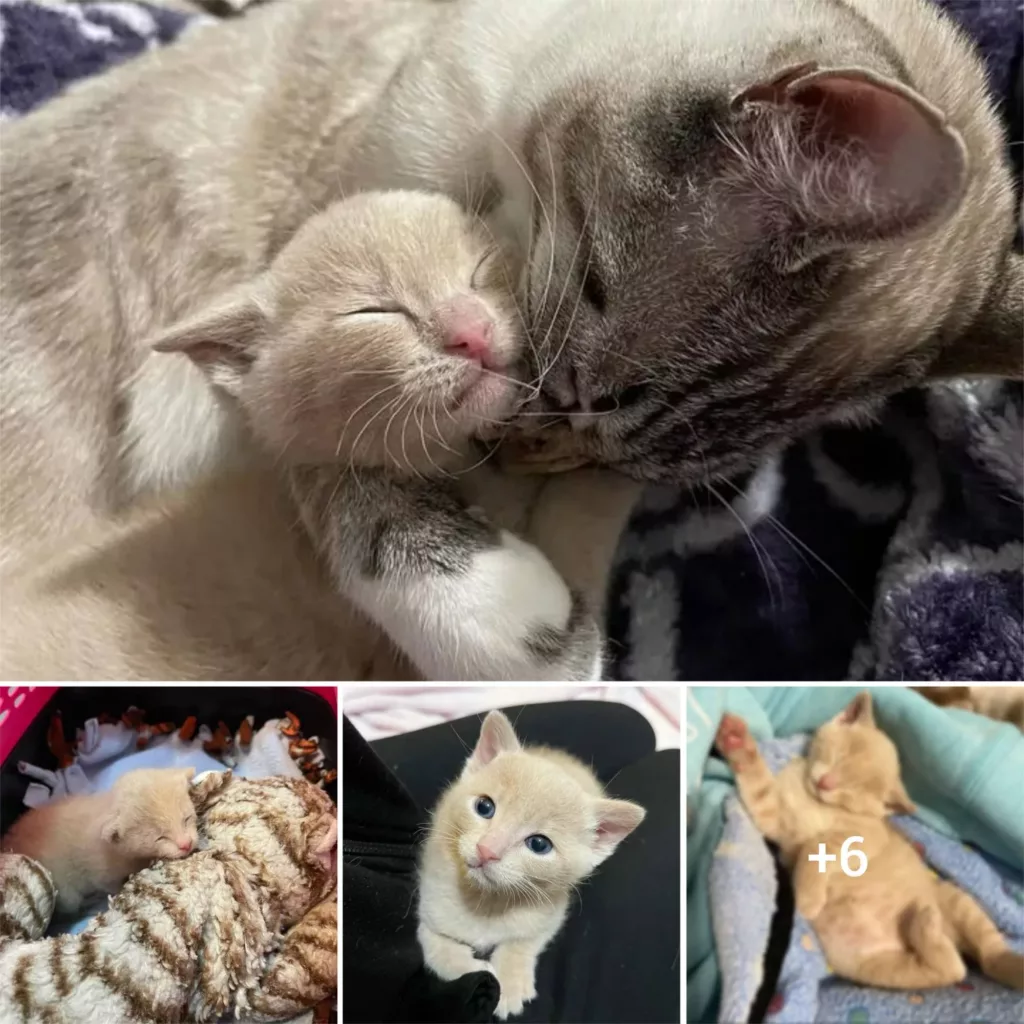 From Little Feline to Beloved Pet: A Heartwarming Story of Acceptance and Affection